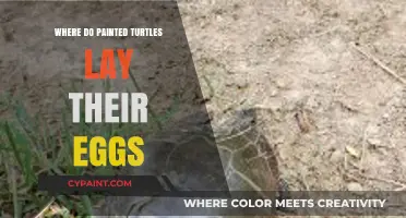 Where Do Painted Turtles Lay Eggs? Nesting Habits Explained