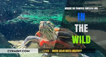 Exploring the Natural Habitats of Painted Turtles in the Wild