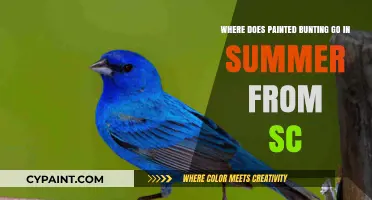 Summer Migration: Where Do Painted Buntings from SC Travel?