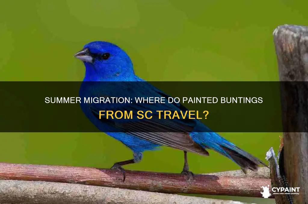 where does painted bunting go in summer from sc