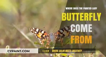 Origins of the Painted Lady Butterfly: A Global Migration Journey