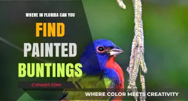 Discovering Florida's Painted Buntings: A Birder's Guide to Prime Spots