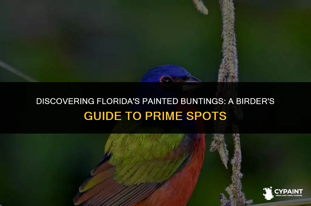 where in florida can you find painted buntings