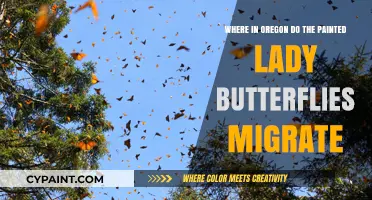 Oregon's Painted Lady Migration: Unveiling Their Seasonal Journey Routes