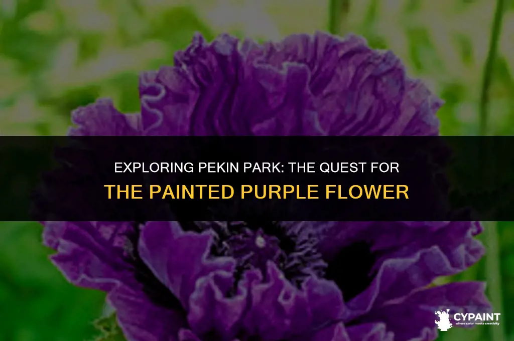where is there a painted purple flower in pekin park
