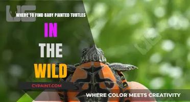 Discovering Baby Painted Turtles: Wild Habitats and Prime Spotting Locations