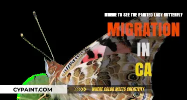 California's Painted Lady Butterfly Migration: A Spectacle to Behold