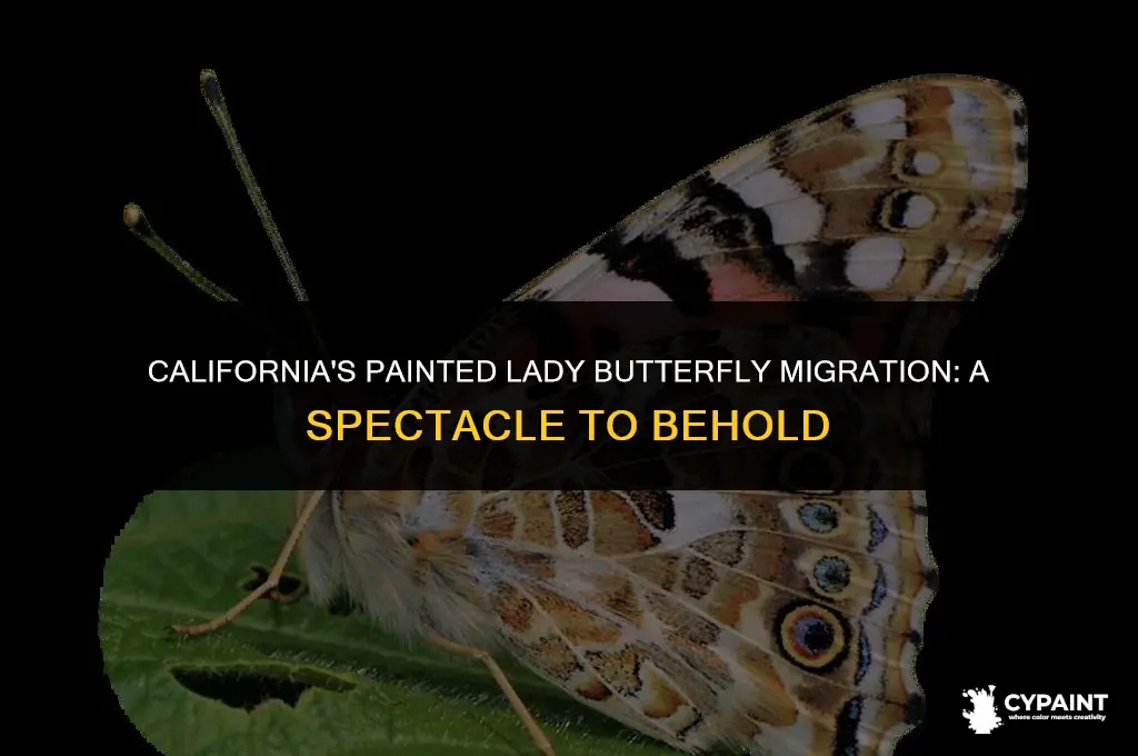 where to see the painted lady butterfly migration in ca