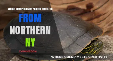 Northern NY's Painted Turtle Subspecies: A Geographic Identification Guide
