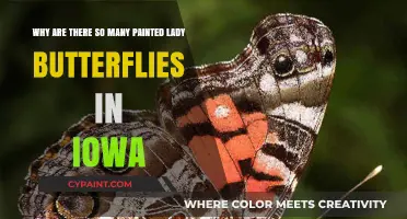Iowa's Painted Lady Butterfly Boom: Unraveling the Mystery