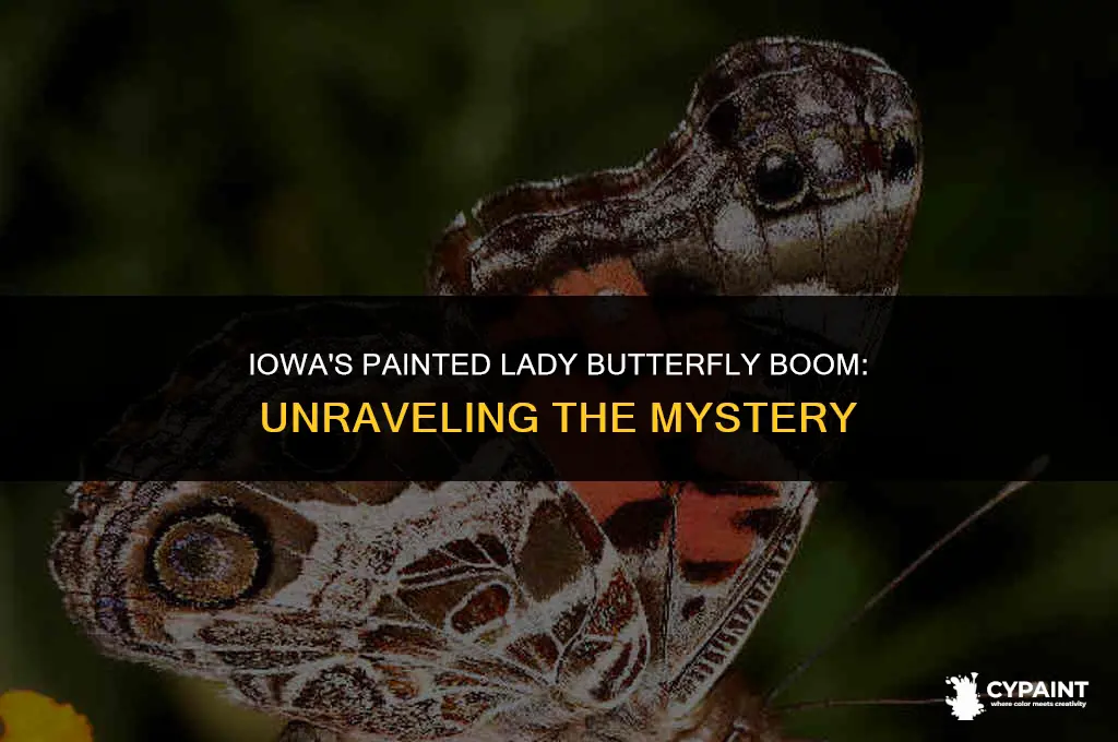 why are there so many painted lady butterflies in iowa