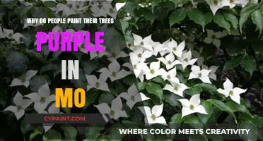Missouri's Purple Trees: Unveiling the Unique Tradition and Its Meaning