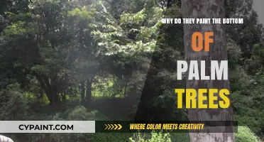 Why Do They Paint Palm Tree Trunks White? Unveiling the Secret