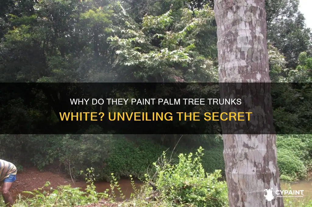 why do they paint the bottom of palm trees
