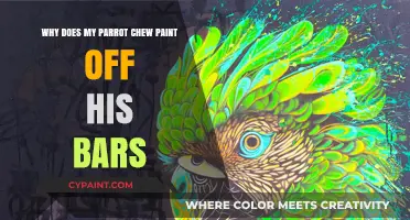 Why Parrots Chew Paint: Understanding Your Bird's Cage Behavior
