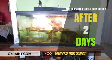 Why Your Painted Turtle Tank Turns Cloudy in Just 2 Days