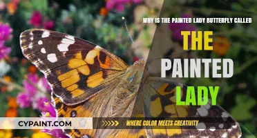 The Artful Naming of the Painted Lady Butterfly