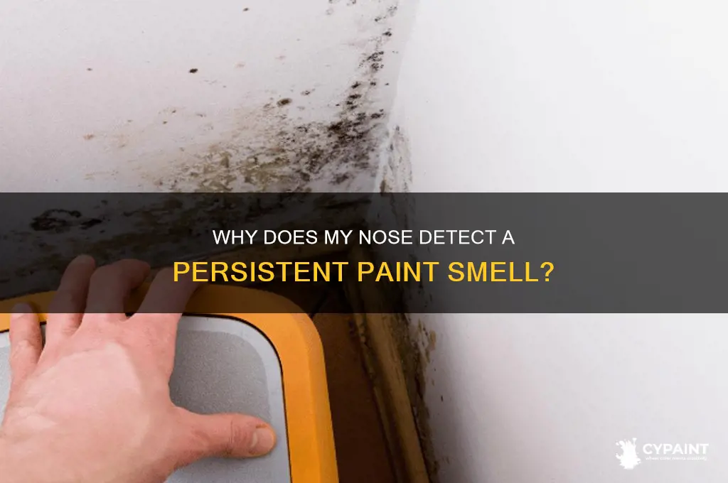 why is there a paint smell in my nose